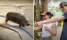 Two people point with excitement at a baby hippo.