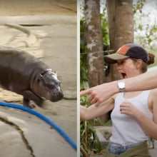 Two people point with excitement at a baby hippo.