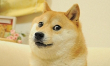 Doge Kabosu