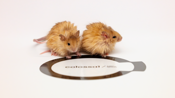 Two Colossal Woolly Mice above a Colossal logo.